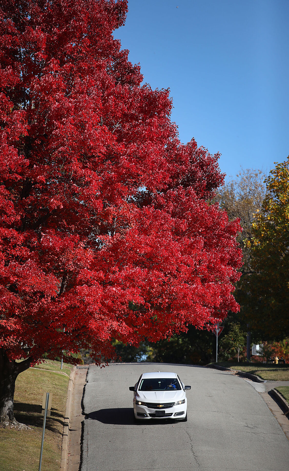 Fall foliage